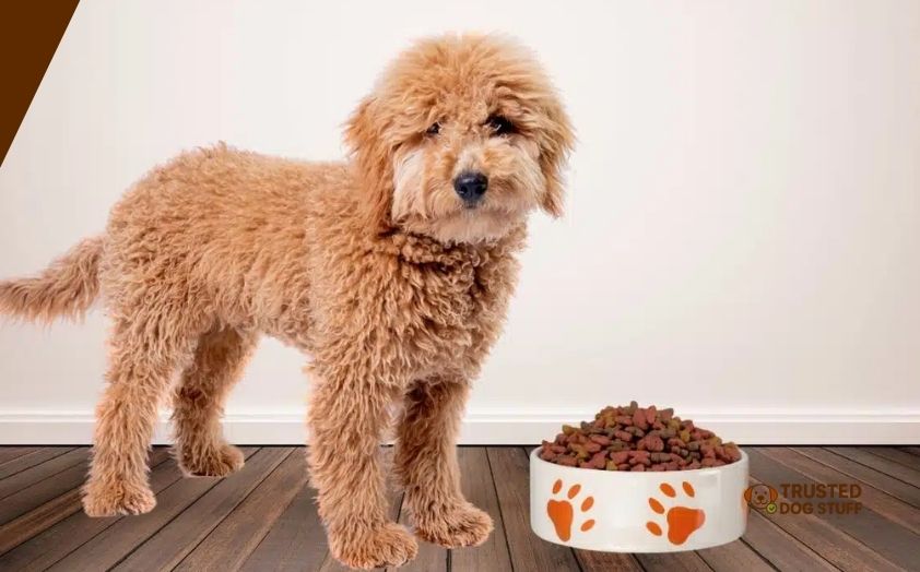 best dog foods for goldendoodles puppy
