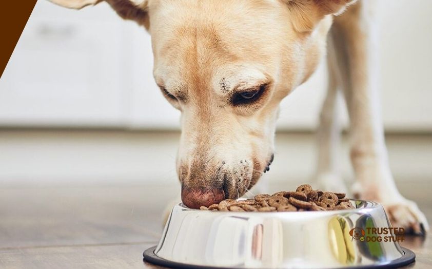 best dog foods for hypothyroidism