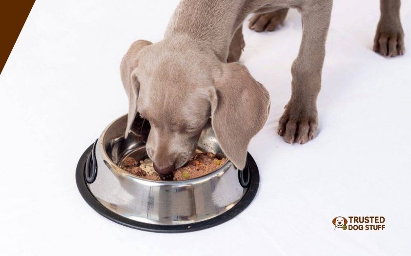 best dog foods for weimaraner Puppies