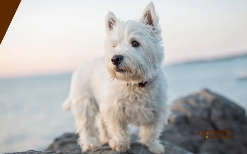 best dog foods for west highland terriers