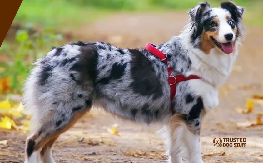 best dog harnesses for australian shepherd