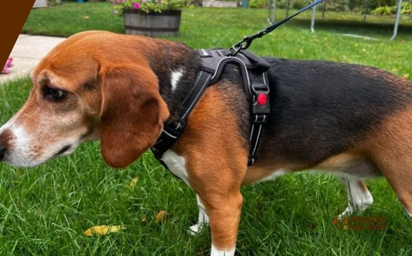 best dog harnesses for beagles