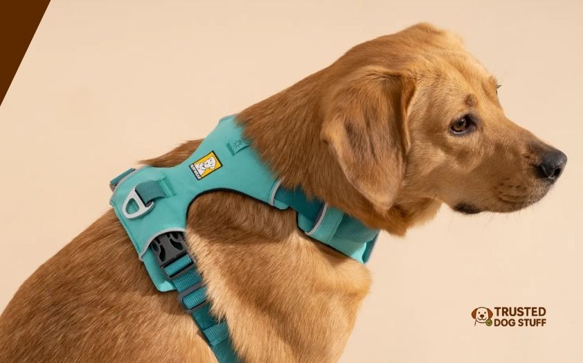 best dog harnesses for swimming