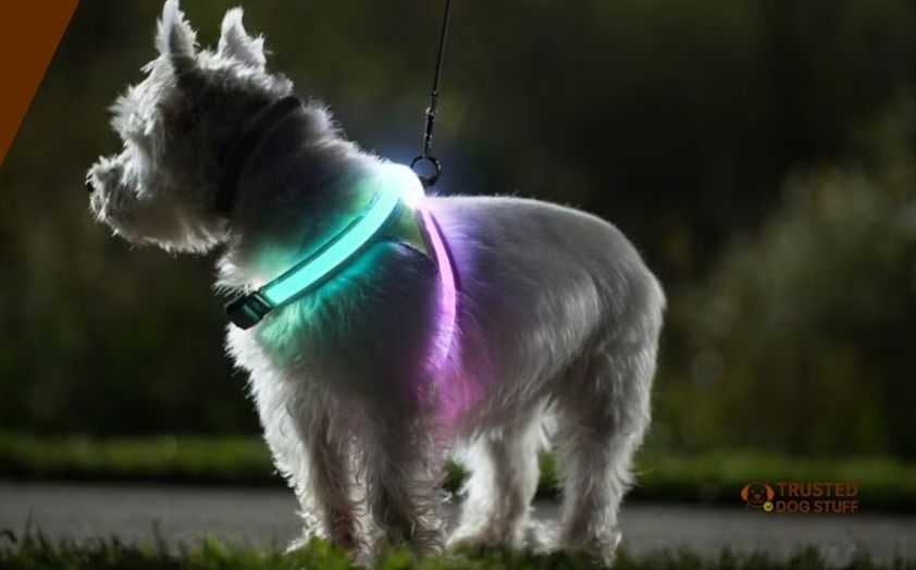 best dog lights for night walking