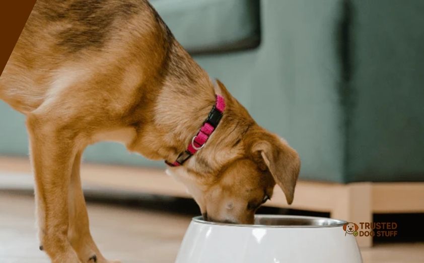 best dog treats for kidney disease