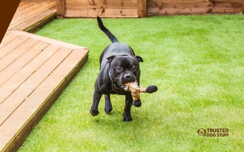 best ground cover for dog run