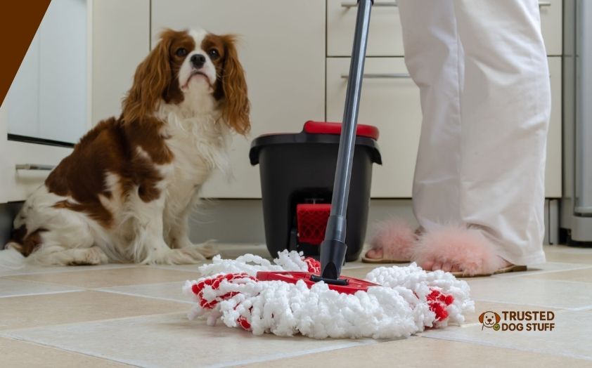 best mops for dog pee