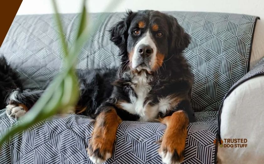 best sofa covers for dogs