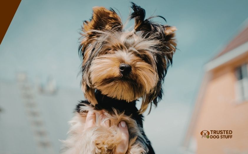 best soft dog foods for yorkies