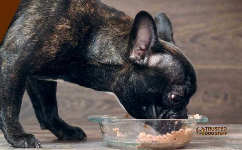 best wet dog foods for picky eaters