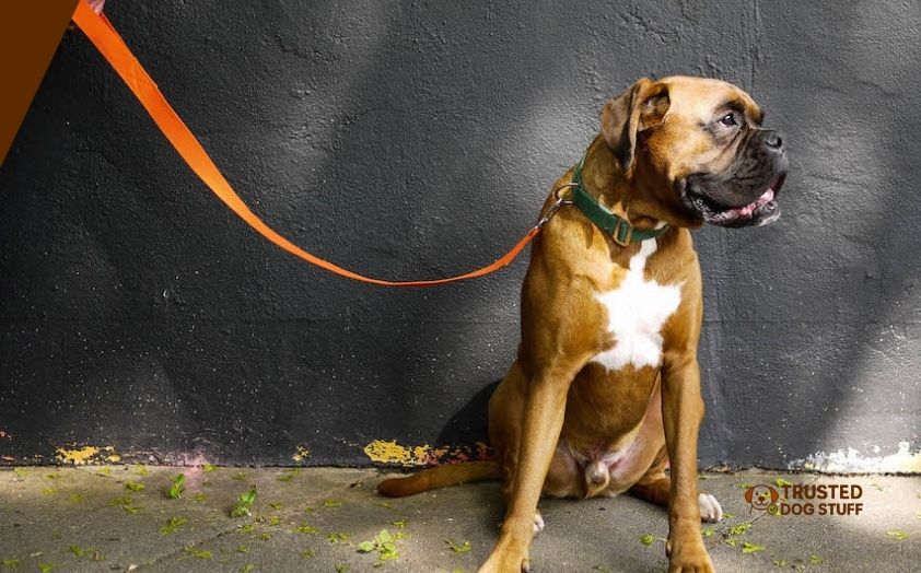 best collar colors for brown dogs