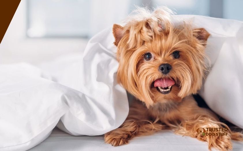 best comforters for dog owners