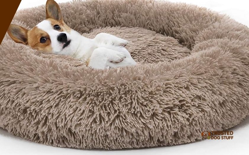 best dog beds for corgis