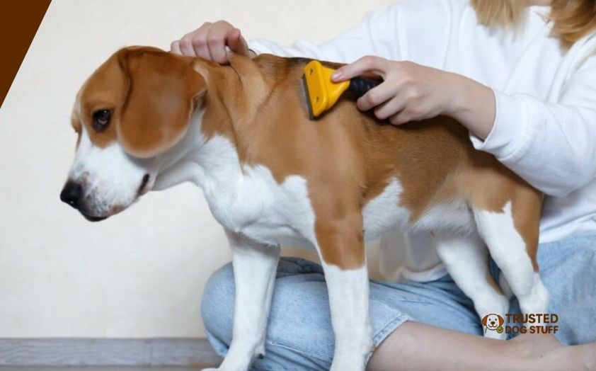 best dog brushes for beagles