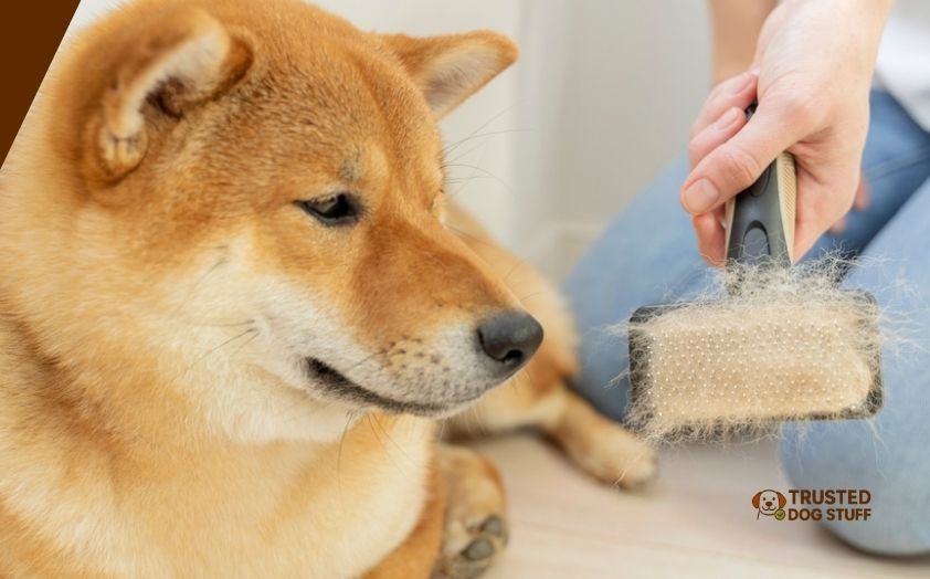 best dog brushes for shiba inus