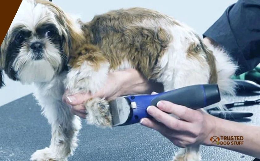 best dog clippers for maltese shih tzu