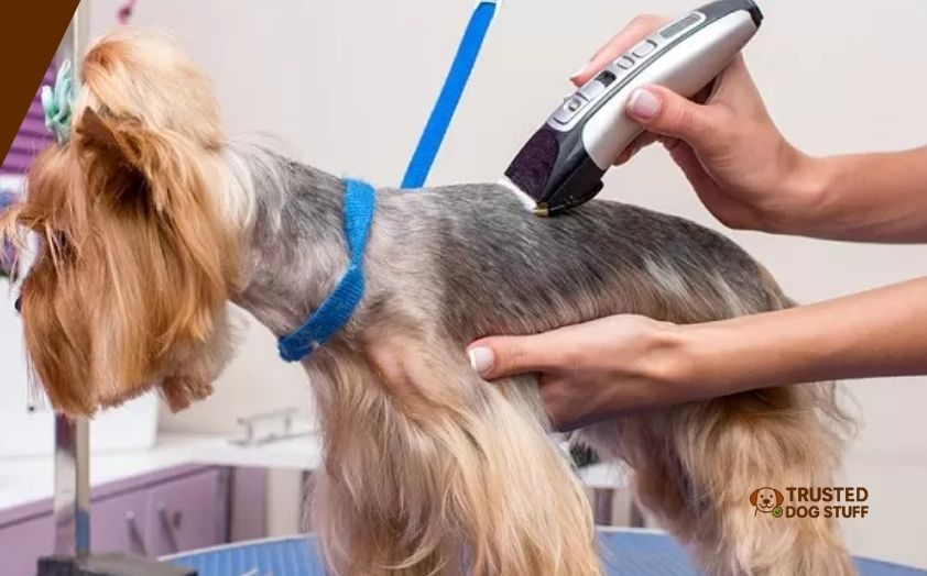 best dog clippers for shih tzu