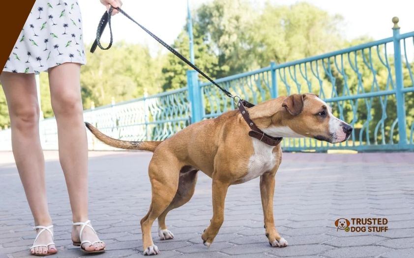 best dog collars for pulling