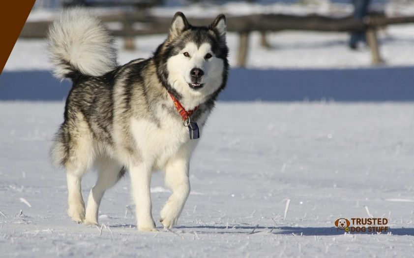best dog foods for alaskan malamute