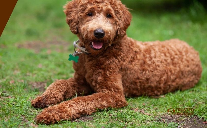 best dog foods for australian labradoodles