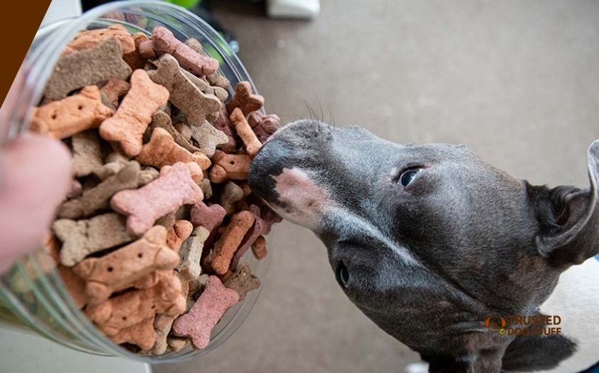 best dog foods for building muscle
