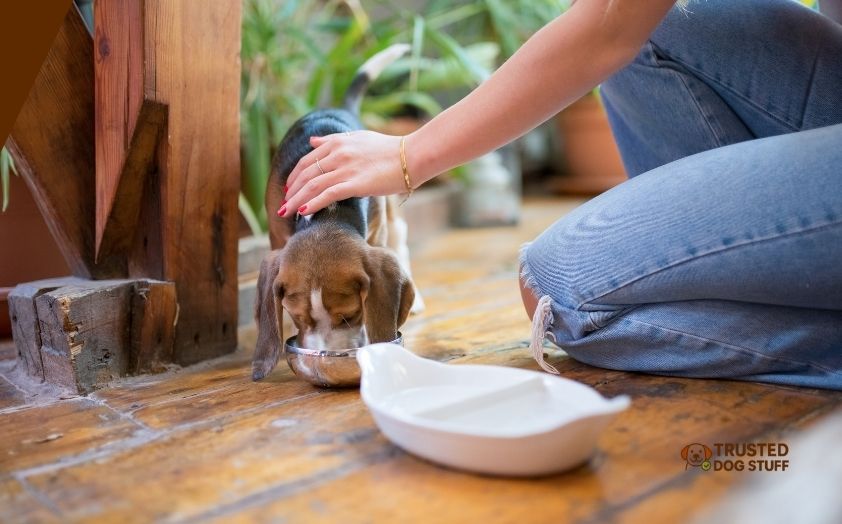 best dog foods for high liver enzymes