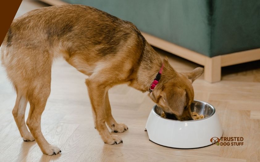 best dog foods for liver issues