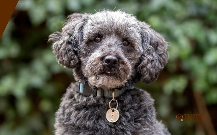 best dog foods for schnoodles