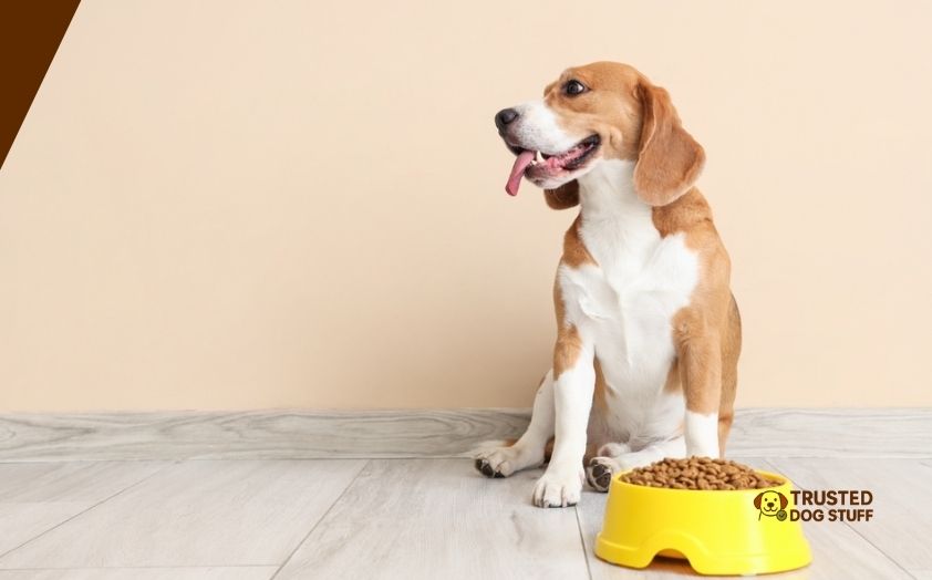 best dog foods for shedding issues