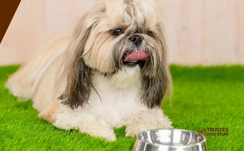best dog foods for shih tzus