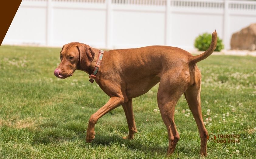 best dog foods for vizslas