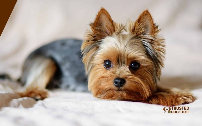 best dog foods for yorkies