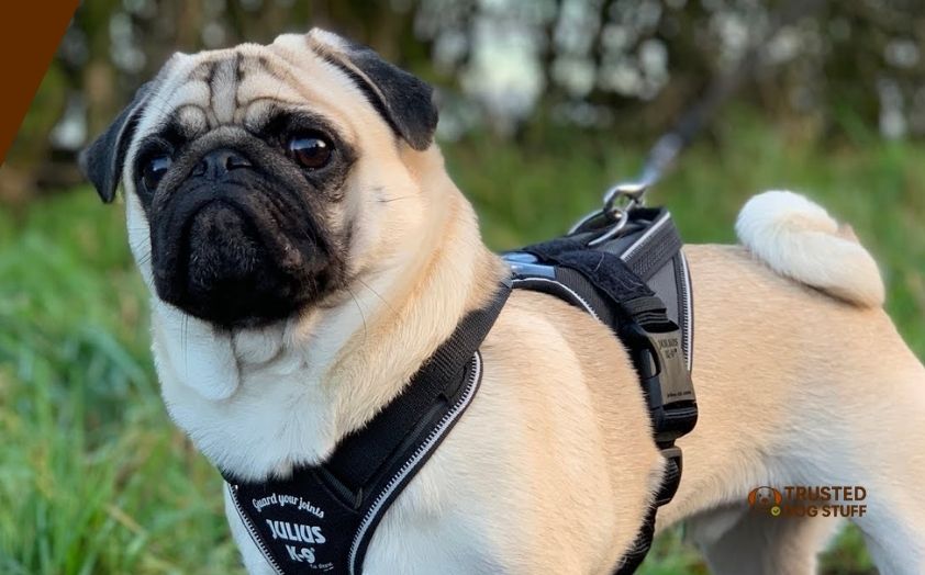 best dog harnesses for pugs