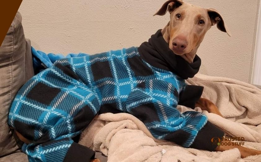 best dog pajamas for large dogs