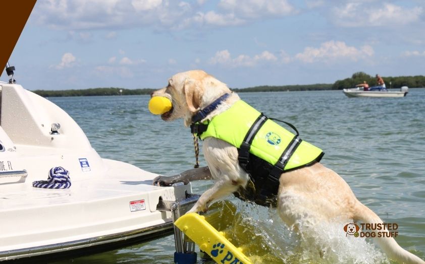 best dog ramps for boats