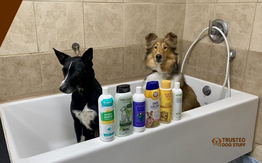 best dog shampoos for odor