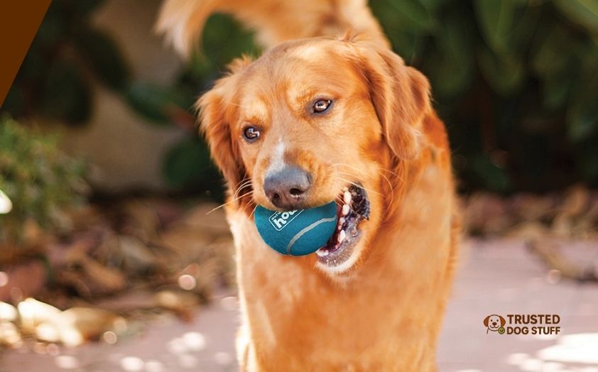 best dog toys for golden retrievers
