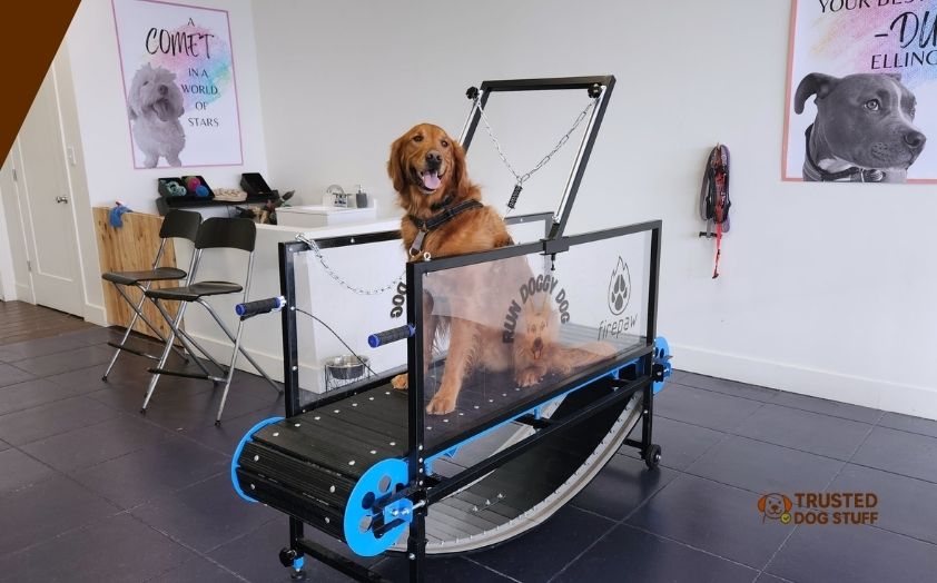 best dog treadmills for large dogs