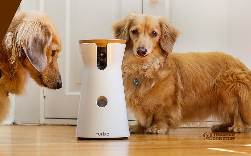best dog treats for furbo