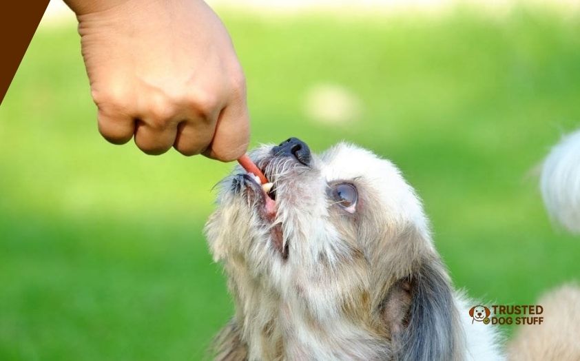 best dog treats for shih tzu