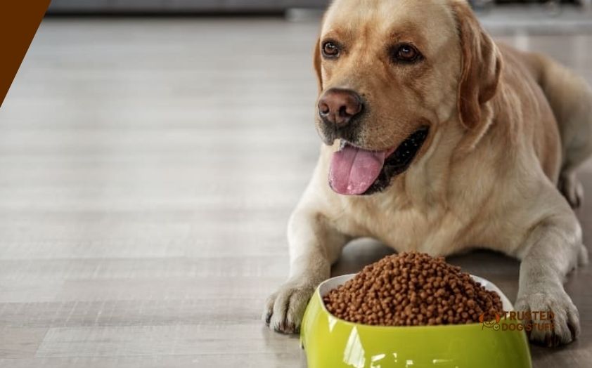 best dry dog foods for nursing mothers