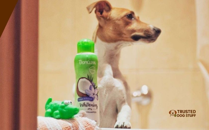 best odor shampoos for dogs