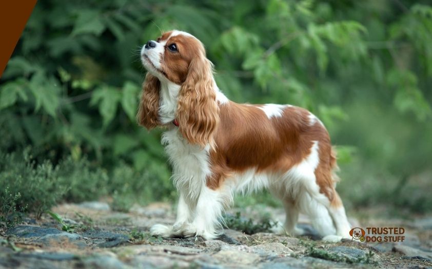 best organic dog foods for king charles cavalier spaniels