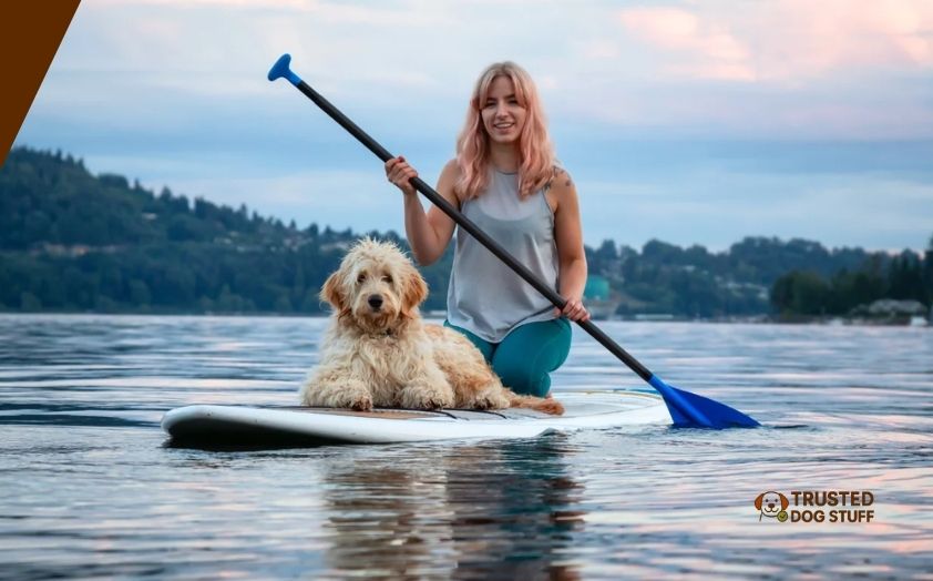 best paddle boards for dogs