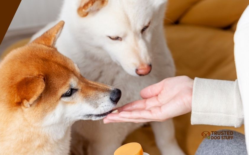 best probiotics for dog yeast infection