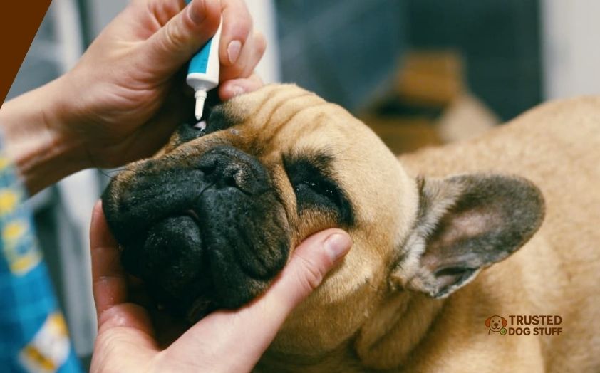 best supplements for dog eye health