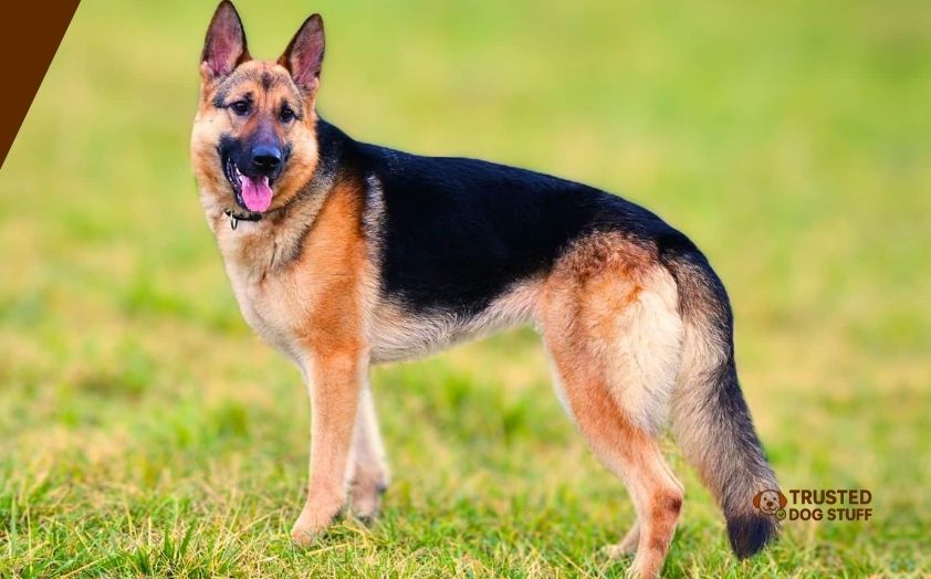 best wet dog foods for german shepherds