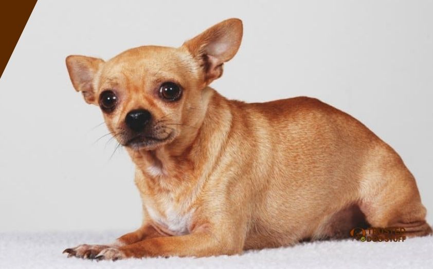 best wet dog foods for senior chihuahua