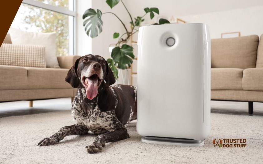 best air purifiers for dog smell