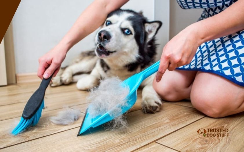 best brooms for sweeping dog hair